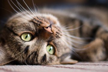 Verspielte Katze – Tipps, wie man Haustiere während des Urlaubs unterbringen kann