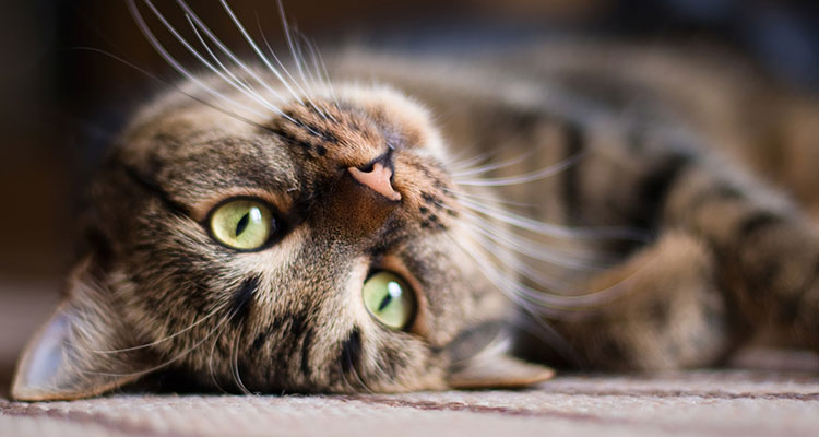 Verspielte Katze – Tipps, wie man Haustiere während des Urlaubs unterbringen kann