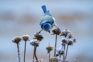 Stunde der Wintervögel – Meise im Winter