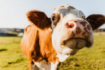 Kuh auf Wiese – Tierwohl