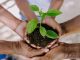 Mehrere Hände halten eine Pflanze – Sparda-Bank Hannover gibt DNK-Erklärung ab