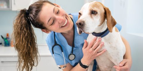 Tierärztin behandelt Hund – Tierarztkosten