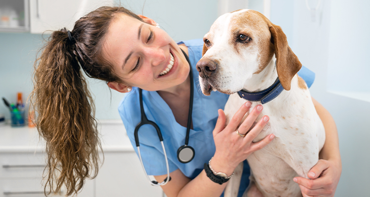 Tierärztin behandelt Hund – Tierarztkosten