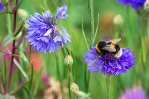 Hummel auf Blüte