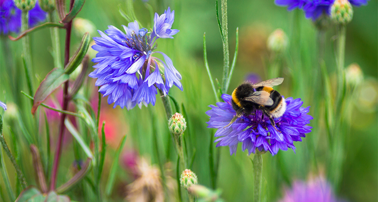 Hummel auf Blüte